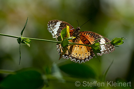 223 Leoparden-Netzfluegler - Cethosia cyane